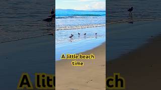 A little beach time with little birds braving the little waves for a little snack for a little while [upl. by Gent]