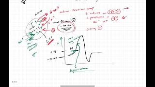 Action Potential Basics for MCAT [upl. by Colner]