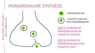 NEUROSCIENCE BIOSYNTHESIS OF NORADRENALINE NOREPINEPHRINE  TYROSINE LDOPA DOPAMINE PRECURSORS [upl. by Nithsa]