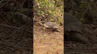 Red Footed Tortoise [upl. by Pincus]