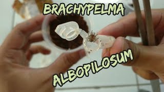 Unboxing tarantula SLING brachypelma albopilosum isopoda pembersih bioaktif  trichorhina tomentosa [upl. by Ninazan]