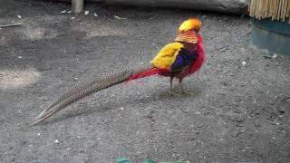 Golden Pheasant Goldfasan Chrysolophus pictus [upl. by Kory198]