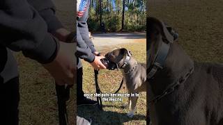 Muzzle Training for Dogs [upl. by Kreager]