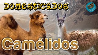 Domesticados CAMÉLIDOS ¿Dónde y cuándo se domesticaron estos animales [upl. by Eiro]