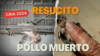 Resucito un pollo que esta mu€rto quotUN MILAGROquot cria canario 2024 [upl. by Lah]