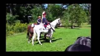 Revolutionary War Reenactment Horses [upl. by Biron]