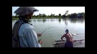 Arapaima on fly [upl. by Sucramd]