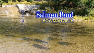 Salmon Run  Bowmanville nature salmonrun fishing livestream [upl. by Yeslah]