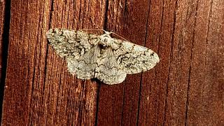 Engrailed moth Ectropis crepuscularia [upl. by Jair418]