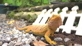 เบี๊ยด ดรากอน Bearded Dragon [upl. by Yednarb]