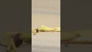 Banana Peel Prank  Just For Laughs Gags [upl. by Ahsian280]