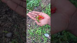 Making Bird’s Eye Chilli Pepper Tea Off Grid shortsfeed pepper offgrid tea [upl. by Oicanata]