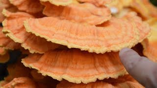 Chicken Of The Woods Sulphur Shelf Mushroom Identification  Wild Edible Mushrooms [upl. by Winnick]