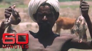 The Indian Irulas tribe snake and rat busters 1990  60 Minutes Australia [upl. by Erbe]