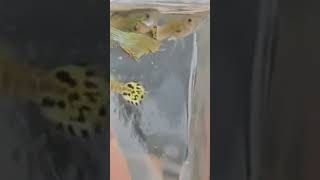 GUPPY COBRA VERDE peces acuario guppies [upl. by Nueormahc700]