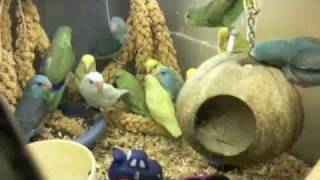 Group of Pacific Parrotlet Birds [upl. by Gausman615]