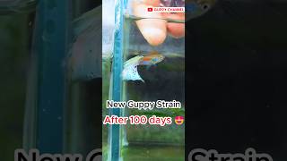 New Guppy Fish Strain After 100 Days guppyfishtank fishtank aquarium [upl. by Bodrogi]