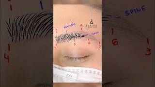 microblading phibrows eyebrows tutorial [upl. by Willumsen]