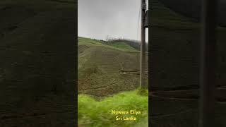 Nuwara Eliya srilanka travel nature tea trending [upl. by Adnirol]