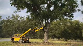 Shaking pecan trees [upl. by Dud177]