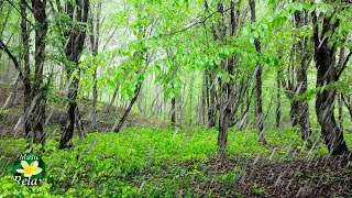 Rain Sound in the Forest and Birds Singing  10 hours Relax and Sleep [upl. by Elad]