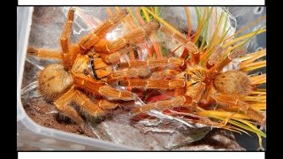 PMurinus OBT Breeding Video  Orange Baboon Tarantula Pairing 1 [upl. by Oneil689]