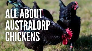 Australorp Chickens The Ultimate Guide [upl. by Aihsit]