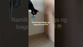 Pusang nangunguha ng pera🤣 [upl. by Retla]