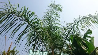 Palm Tree Care Tips [upl. by Eimmis]