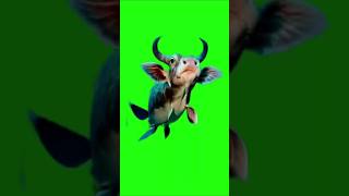 Cowfish  Green Screen shorts hewanunik kepalasapi [upl. by Fablan]