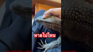 เดี๋ยวมา  ตะกวด blackthroatmonitor ตัวเงินตัวทอง คุณมิเกล Exoticpet BalconZoo reptile [upl. by Holly]