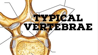 Typical vertebrae [upl. by Ezmeralda]