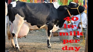 Holstein Friesian cow 40 liter Milk For 1 Lakh I Dairy Farming in Punjab India [upl. by Vtarj287]