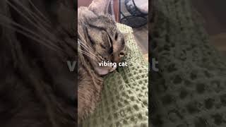 vibing cat [upl. by Ziwot898]