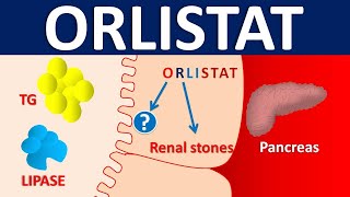 Orlistat  Mechanism side effects precautions amp uses [upl. by Argent]