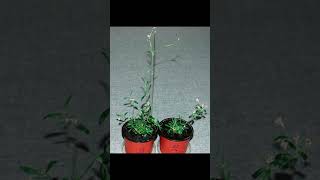 Scientists have revived a plant buried in Siberian permafrost  This plant is 32000 years old [upl. by Maje]