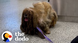 Matted dog looked like he had 6 legs now he looks completely different  The Dodo Faith  Restored [upl. by Aehtrod264]