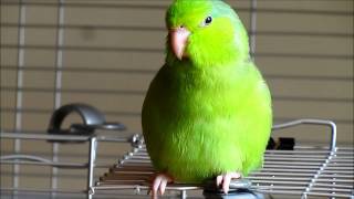 Valentino the Singing Parrotlet [upl. by Midas]