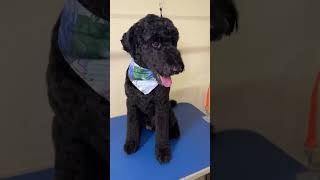 🖤 Nervous but sweet aussiedoodle grooming groomer aussiedoodle [upl. by Valiant]