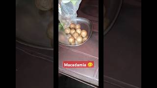 Macadamia nutsനിന്നെ ഒന്ന് കാണാൻ മെല്ലെ ഒന്ന് തിന്നാൻ 🤣കുറച്ചായി കാത്തിരിക്കുന്നു ഒതുങ്ങി kitti [upl. by Sobmalarah262]