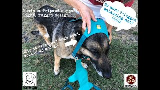 Tripawds Flagline Harness Review [upl. by Ettellocin248]