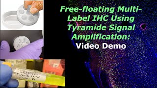 Demo Freefloating multilabel immunohistochemistry with tyramide signal amplification [upl. by Zsazsa828]