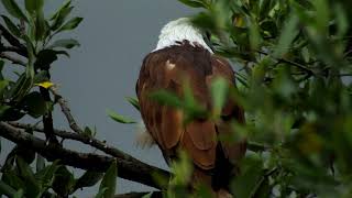 Call of Brahminy kite [upl. by Gnes]