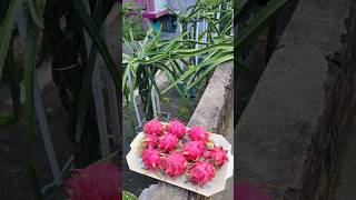 Dragon fruit harvestDragon fruits plant gardeningfruits Gardenfruitsshorts video viralIndian [upl. by Odilia]