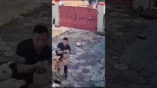 Golden Retriever Saved his owner from dog bite [upl. by Inalej961]