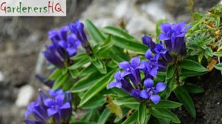 Gentiana Plant Growing Guide Gentian by Gardeners HQ [upl. by Htebizile450]