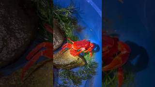 orange crab🦀96aquafins crab youtubeshorts [upl. by Annez]