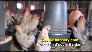 Porcelain duccle Bantam Chicken Breed Breeder Flock  Cackle Hatchery [upl. by Grete]