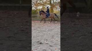 ❣️ dressage showjumping cool new newhorse love [upl. by Tyne]