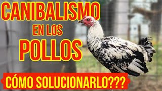 CANIBALISMO EN LOS POLLOS… Aprende Como solucionarlo [upl. by Lotsyrk]